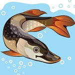 Northern Pike Fishing