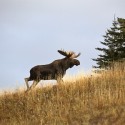 Everything You Need to Know About Moose Antlers