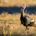 Beginners Guide to Hunting Wild Turkey