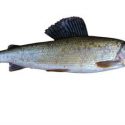 The Arctic Grayling of Saskatchewan: Fishing Tips