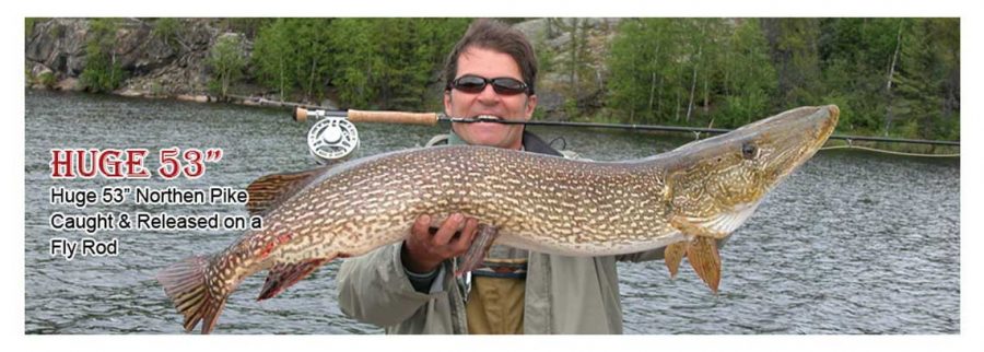 Huge Northern Pike Caught on Fly Rod