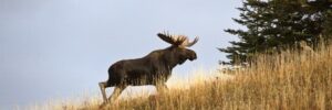 A moose with large antlers walks uphill through tall grass near a tree under a cloudy sky.