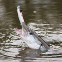 Steps to Take When Catching Northern Pike