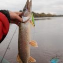 Interesting Facts About Northern Pike