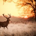 Tips for Opening Day of Deer Season