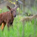 How to Identify Moose Calves, Yearlings and Cows
