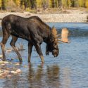 Understanding Moose Behavior Helps Get the Perfect Shot