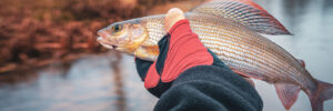 A gloved hand holds a freshly caught fish near a calm river with autumn foliage in the background.