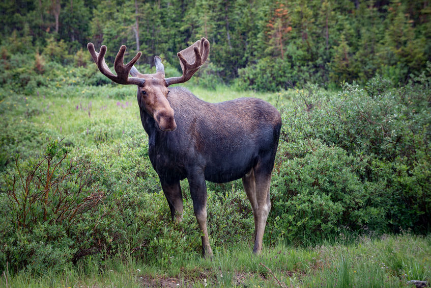 All About Moose Antlers | Lawrence Bay Lodge