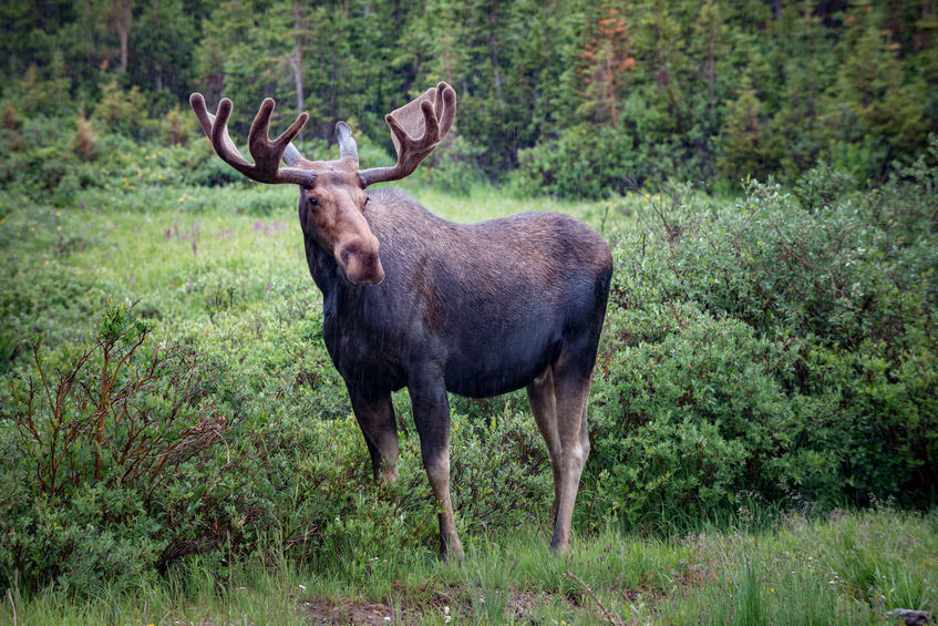 Does Hunting Make Animals Evolve Smaller Antlers and Horns?