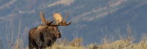 A moose with large antlers stands in a field of sagebrush with mountains blurred in the background.