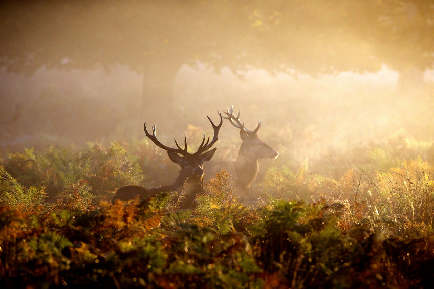 Moose Hunting in Saskatchewan