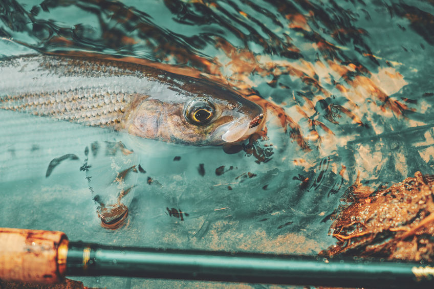 Arctic Grayling Fishing in Saskatchewan