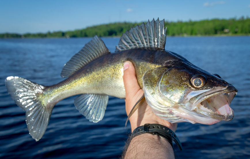 Walleye Fishing in Sasktachewan