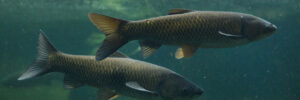 Two large fish swim underwater in a greenish aquatic environment with visible scales and fins.