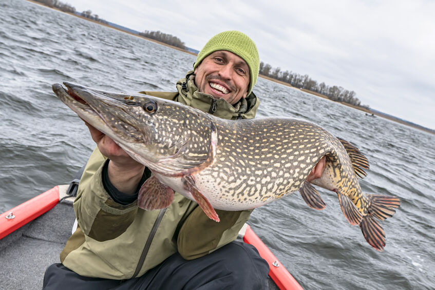 A fisherman holding a large pike that he caught.