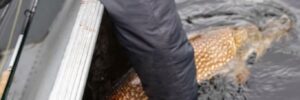 Person in a jacket and cap releases a large fish back into the water from the side of a boat.