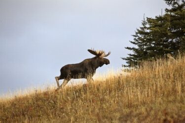 bull moose with antlers