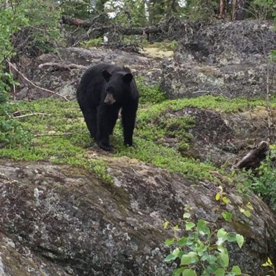 A black bear stands on mossy rocks surrounded by greenery and trees in a forest setting.