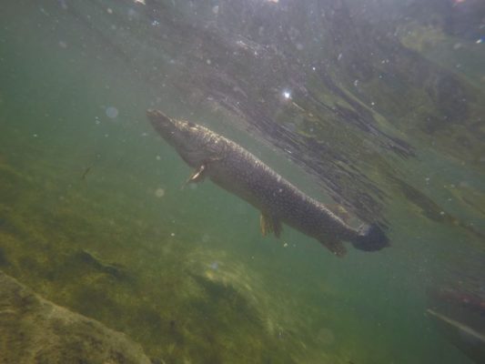 Underwater view of a fish swimming in clear greenish water with a rocky bottom visible.