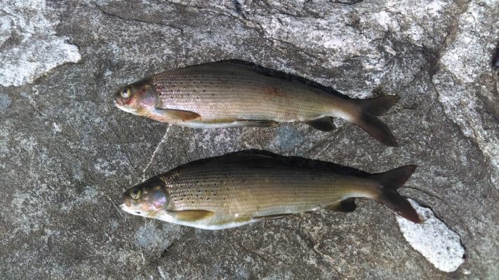 Two fish lying on a textured, gray rocky surface, positioned parallel to each other.