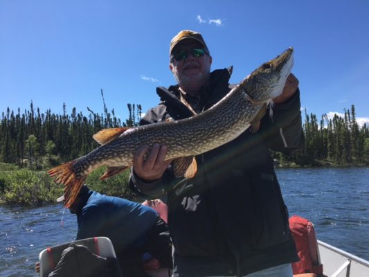 Person in a boat holding a large fish with trees and blue sky in the background.