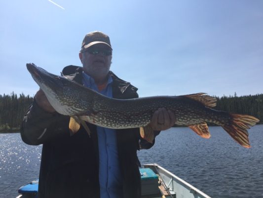 Person holding a large fish on a boat with a forested shoreline and clear sky in the background.