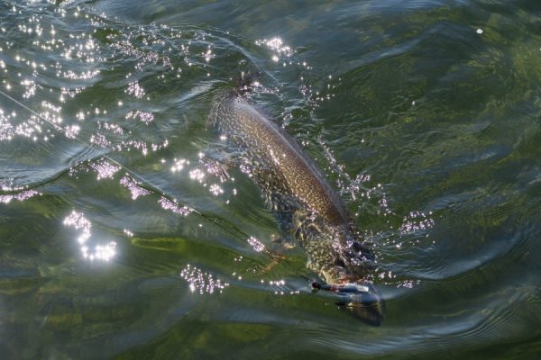 A fish swims near the surface of clear water with sunlight reflecting off the ripples.