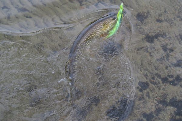 A fish partially submerged in water with a green and yellow fishing lure in its mouth.