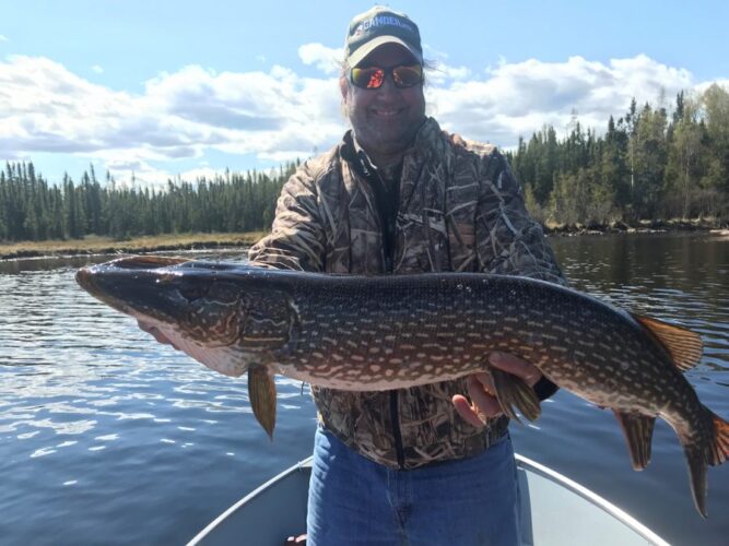 Northern Pike from Reindeer Lake