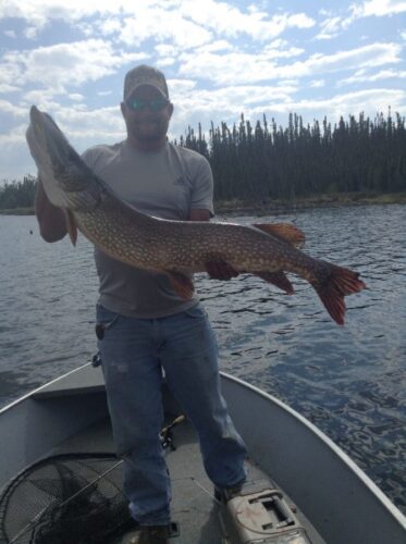 Showing off Large Northern Pike