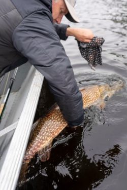 A person in a jacket releases a large fish into the water from the side of a boat.