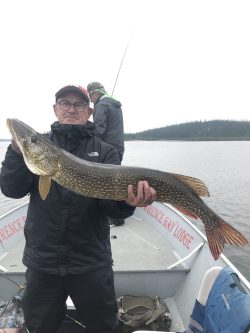 Man in a boat holds a large northern pike fish; another person stands fishing in the background on a lake.