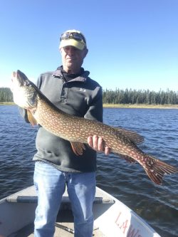 Person standing on a boat holding a large fish, with a lake and tree line in the background under a clear sky.