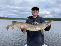 Person holding a large northern pike fish on a boat with a lake and forest in the background under a cloudy sky.