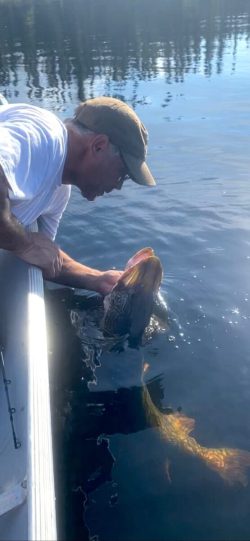 A person in a cap leans over a boat, holding a large fish partially submerged in the water.
