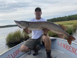 Man kneeling in a boat holds a large northern pike fish with a lake and grassy shoreline in the background.