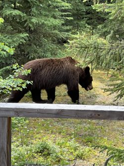 A brown bear walks through a forested area near a wooden railing, surrounded by green trees and foliage.