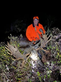 Person in orange hunting gear kneels beside a large moose lying on the ground at night, surrounded by vegetation.