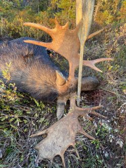 A large bull moose lies on the ground with its antlers visible among grass and low vegetation.