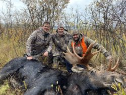 Three people in camouflage pose next to a large moose lying on the ground in a brushy outdoor setting.