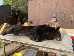 A man sits behind a large black bear lying on its side on a table outdoors next to a wooden building.