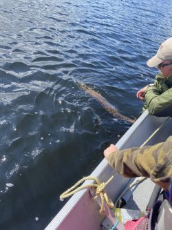 Two people in a boat release a large fish into the lake, with the fish partially visible just below the water’s surface.
