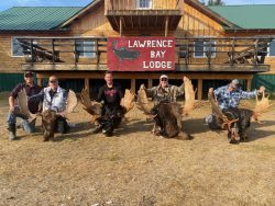 Five people kneel in front of a lodge, each holding large moose antlers and posing with harvested moose.