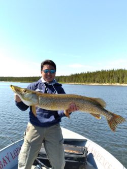 Person standing on a boat holding a large fish with a lake and forested shore in the background.