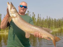 Man holding a large northern pike fish outdoors by a lake, with trees and sky in the background.