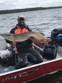 A person in fishing gear sits in a boat holding a large northern pike fish over their lap.