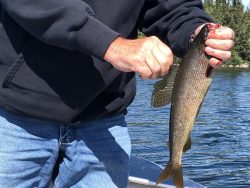 Person in jeans and a black sweatshirt holds a freshly caught fish by the mouth near a lake with trees in the background.