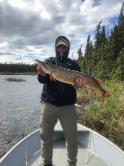 Person standing in a boat holding a large northern pike fish over a river, with trees and cloudy sky in the background.