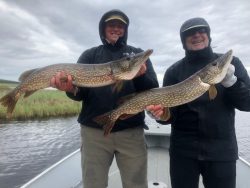 Two people on a boat holding large northern pike fish, with grassy shoreline and cloudy sky in the background.